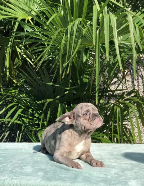 bouledogue francesi | Foto 0