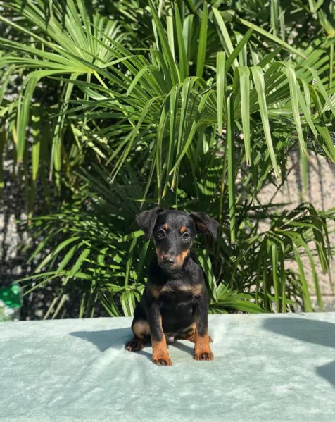 jagdterrier