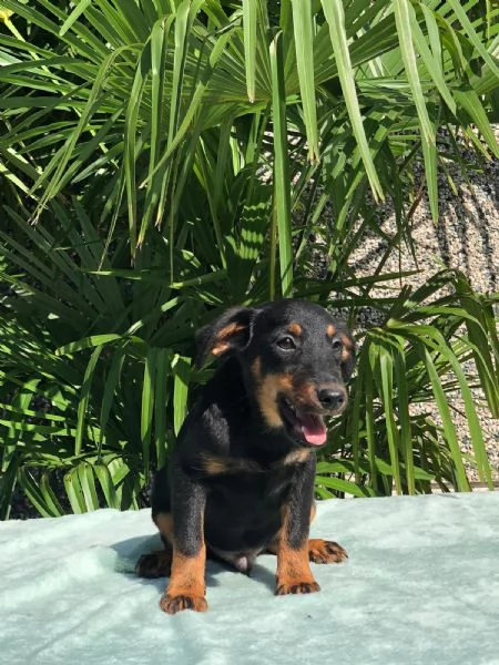 jagdterrier | Foto 0