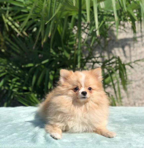 pomerania