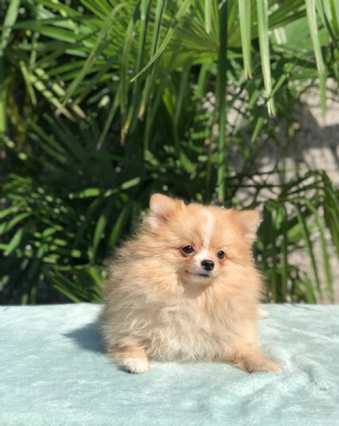 pomerania | Foto 0
