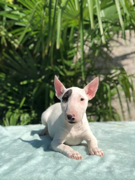 bull terrier miniature