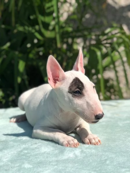 bull terrier miniature | Foto 0