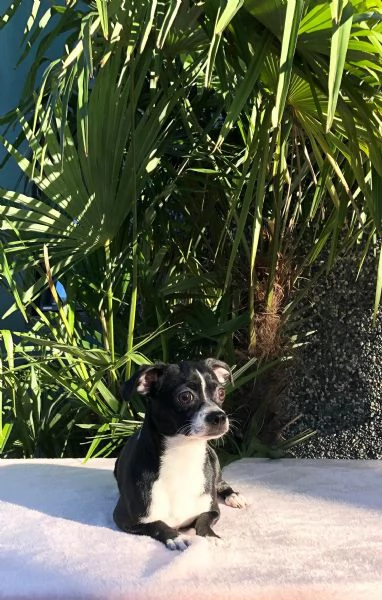 chihuahua | Foto 0