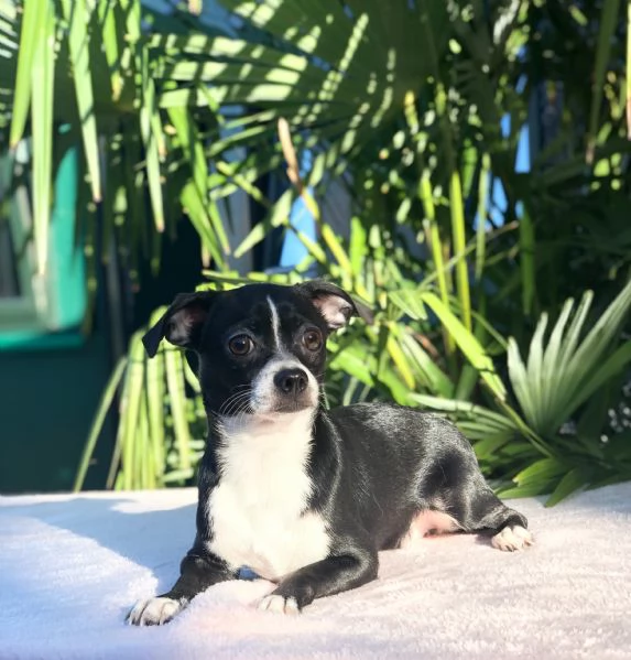 chihuahua