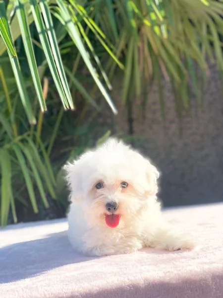 maltese
