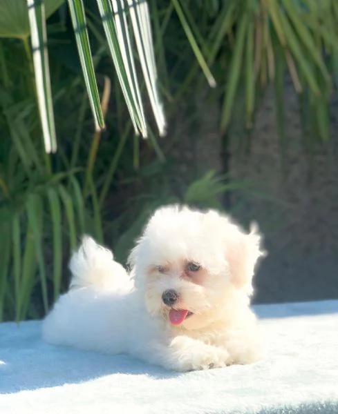 maltese | Foto 0