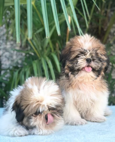 shih tzu