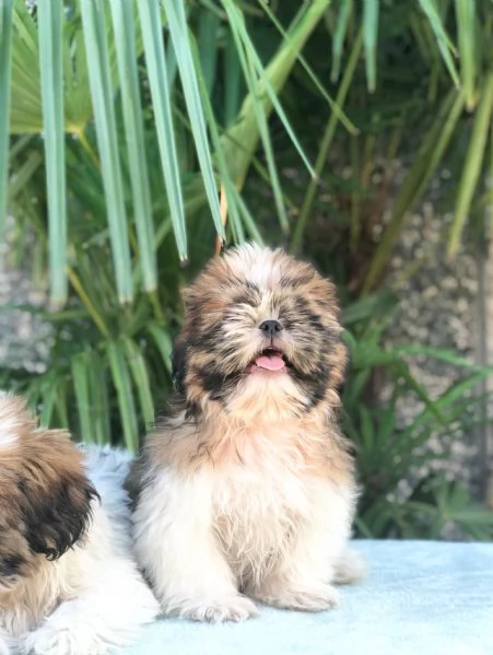 shih tzu | Foto 0