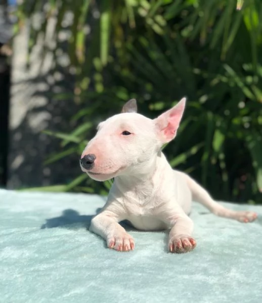 bull terrier miniature