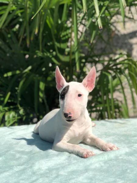 bull terrier miniature | Foto 0