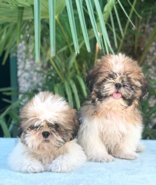 shih tzu | Foto 0