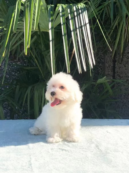 maltese