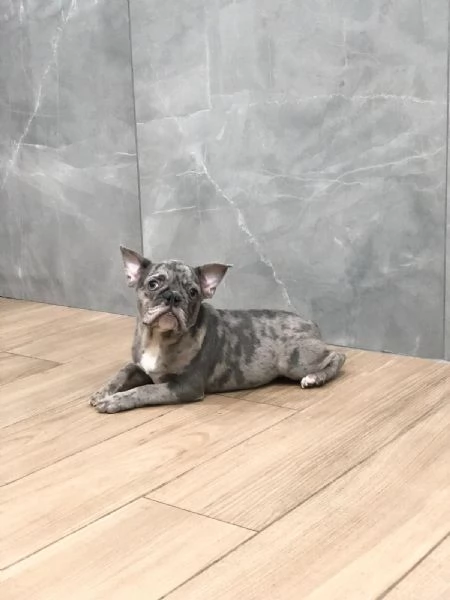 bouledogue francese | Foto 0
