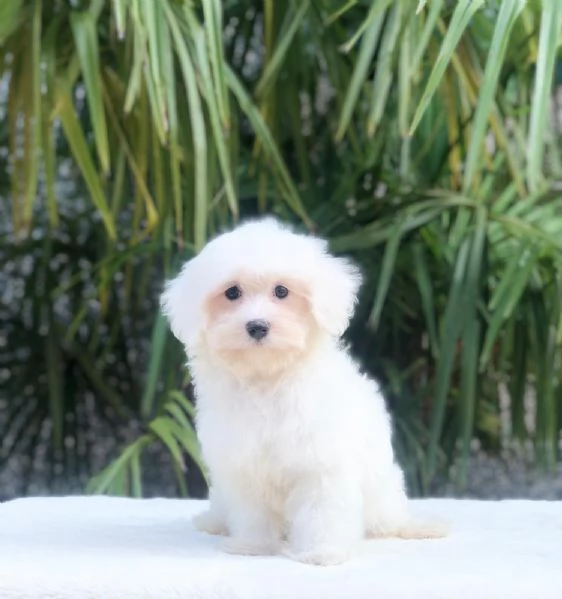 maltese