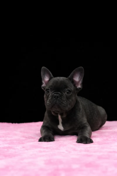 bouledogue francese | Foto 2