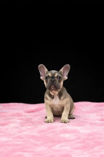 bouledogue francese | Foto 1