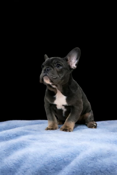 bouledogue francese | Foto 0