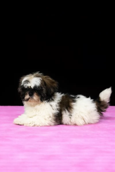 shih tzu | Foto 0
