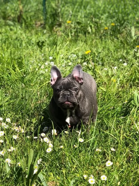 bulldog francese