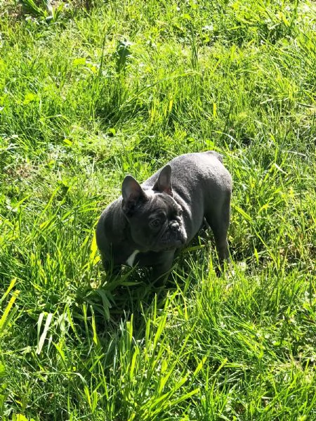 bulldog francese | Foto 0