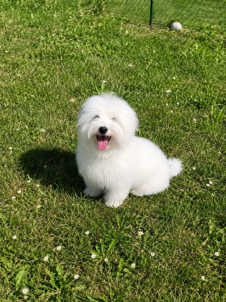 maltese