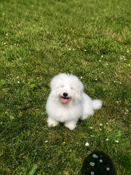 maltese | Foto 0