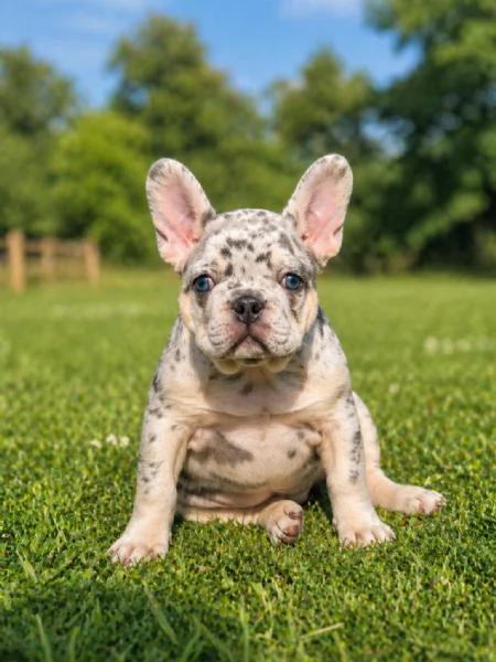 bouledogue francese merle