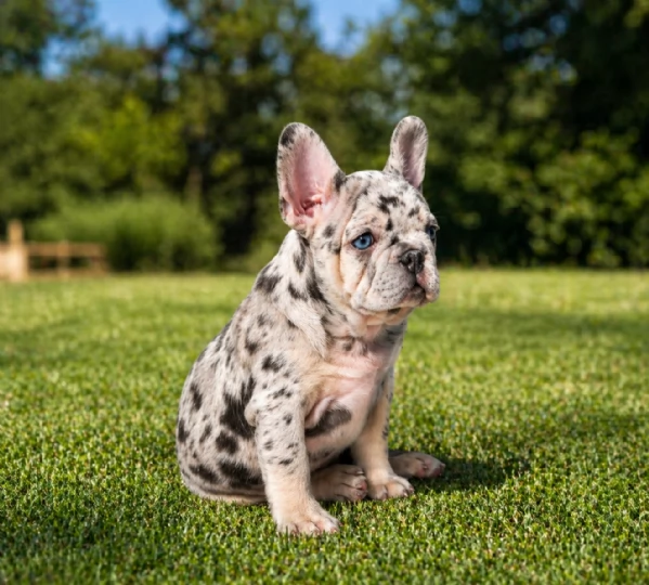 bouledogue francese merle | Foto 0