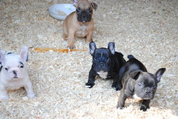 cuccioli sani del bulldog francese per adozione | Foto 1