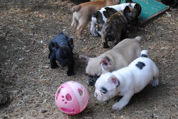 cuccioli sani del bulldog francese per adozione