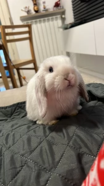 Miniloop nano  | Foto 2