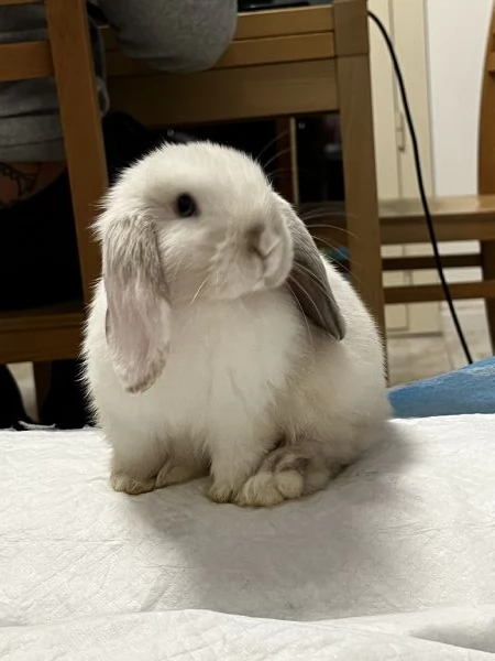 Miniloop nano  | Foto 1