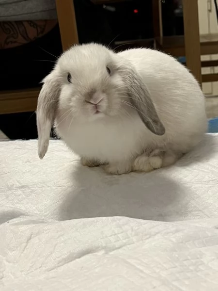 Miniloop nano  | Foto 0