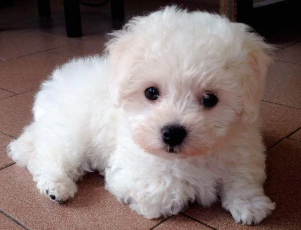 cuccioli bolognese maschi e femmina | Foto 0