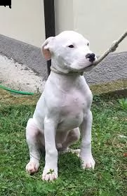 cuccioli dogo argentino | Foto 0