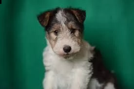 cuccioli fox terrier pelo ruvido