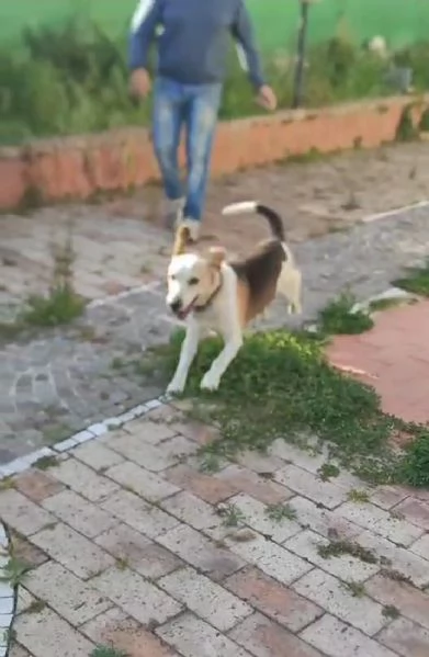 Olaf dolcissimo incrocio beagle cerca nuova famiglia  | Foto 3