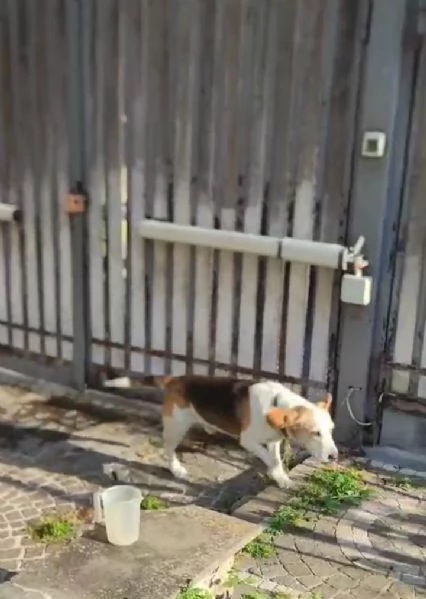 Olaf dolcissimo incrocio beagle cerca nuova famiglia  | Foto 1