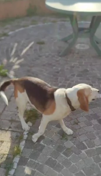 Olaf dolcissimo incrocio beagle cerca nuova famiglia  | Foto 0