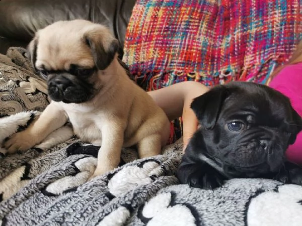 cuccioli di carlino nero e fulvo