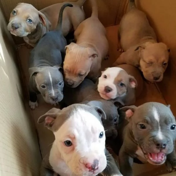 cuccioli di pitbull