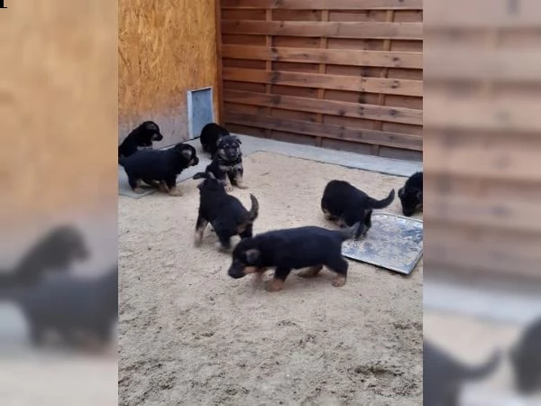 4 cuccioli di pastore tedesco