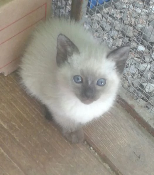 Gattini siamese thai | Foto 3