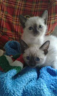 Gattini siamese thai | Foto 1