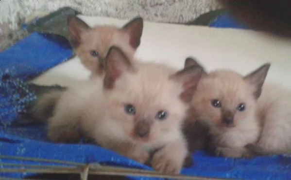 Gattini siamese thai | Foto 0