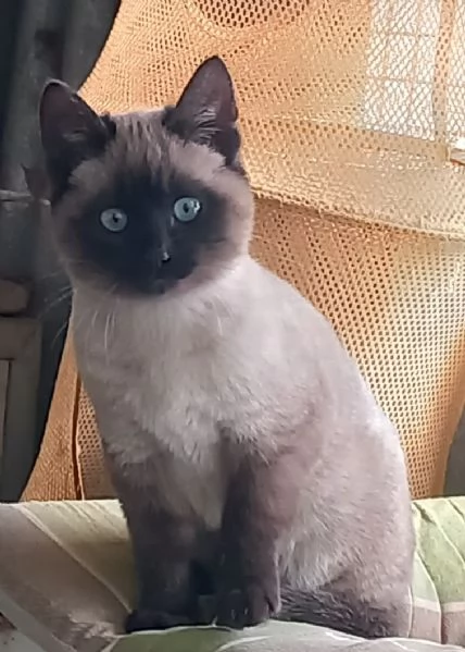 Bellissimi Thai | Foto 0