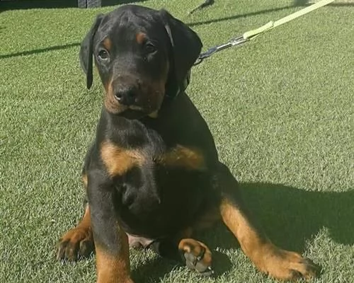 cuccioli dobermann con pedigree