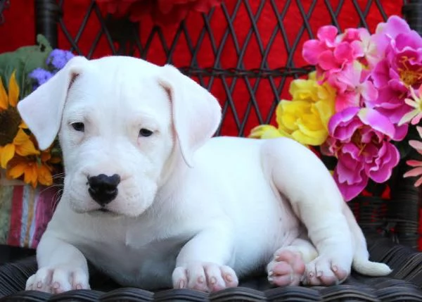 cuccioli di dogo argentino di alta genealogia