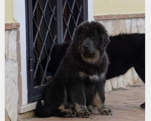 tibetan mastiff mastino tibetano
